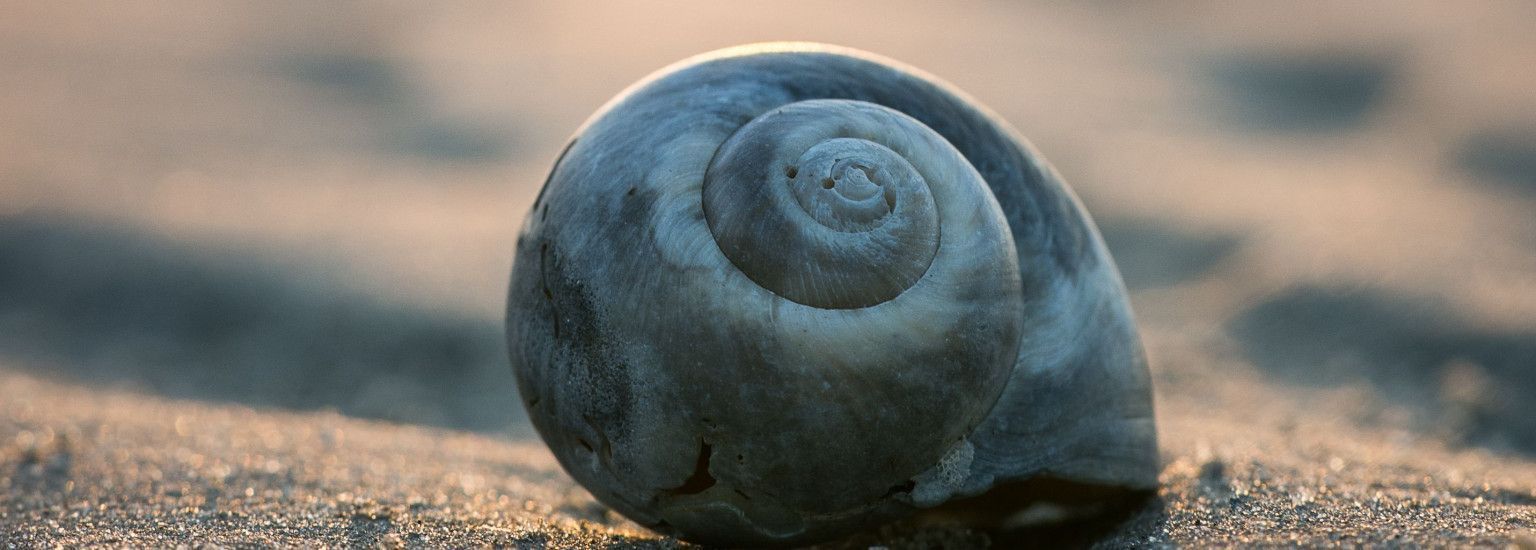 De Nachtegaal - VVV Ameland