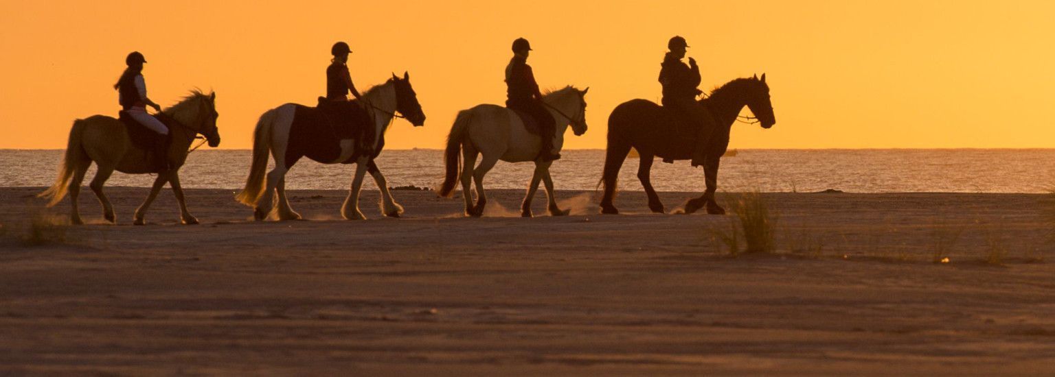 Paardrijden en huifkartochten - VVV Ameland