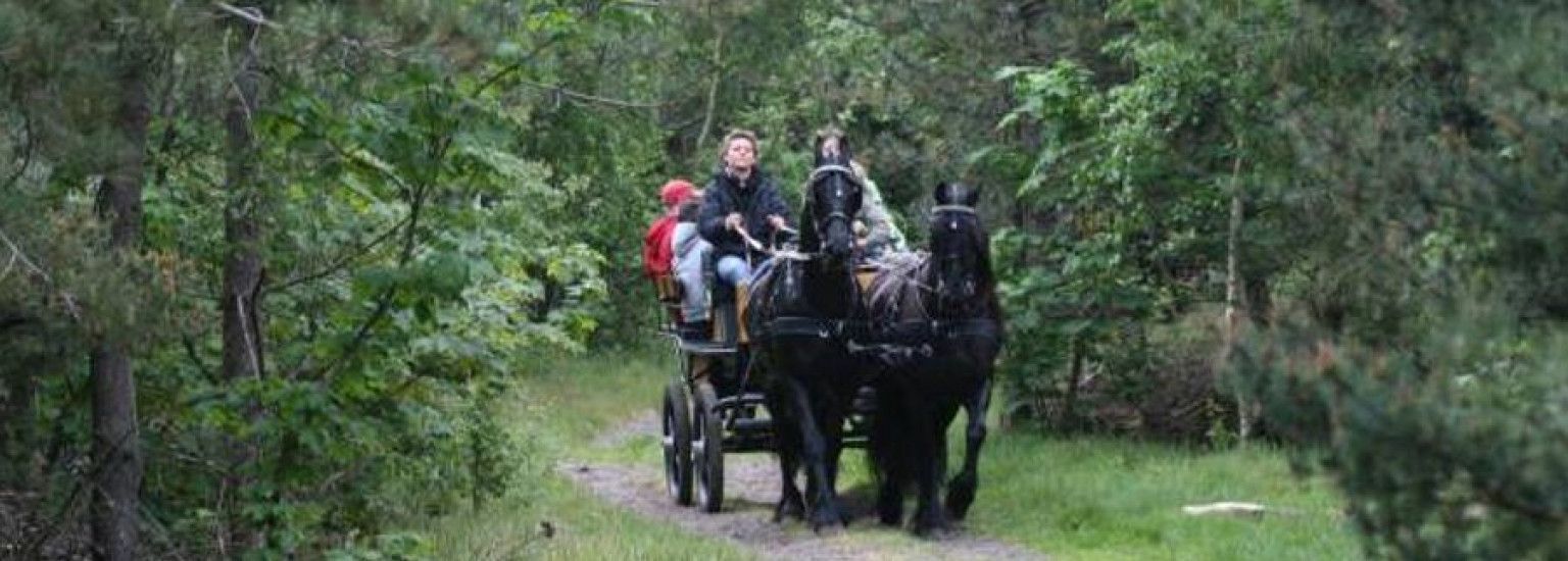 Stal van Buren - verhuur gezelschapsritten - VVV Ameland