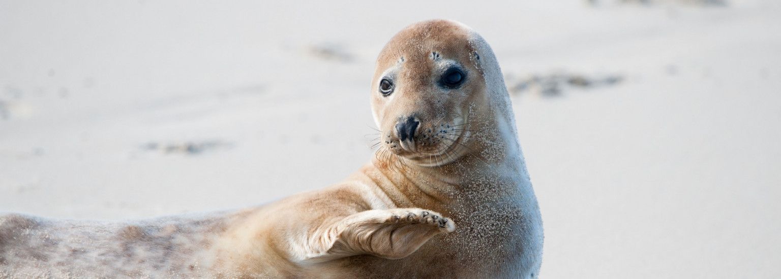 Robbentochten op Ameland - VVV Ameland