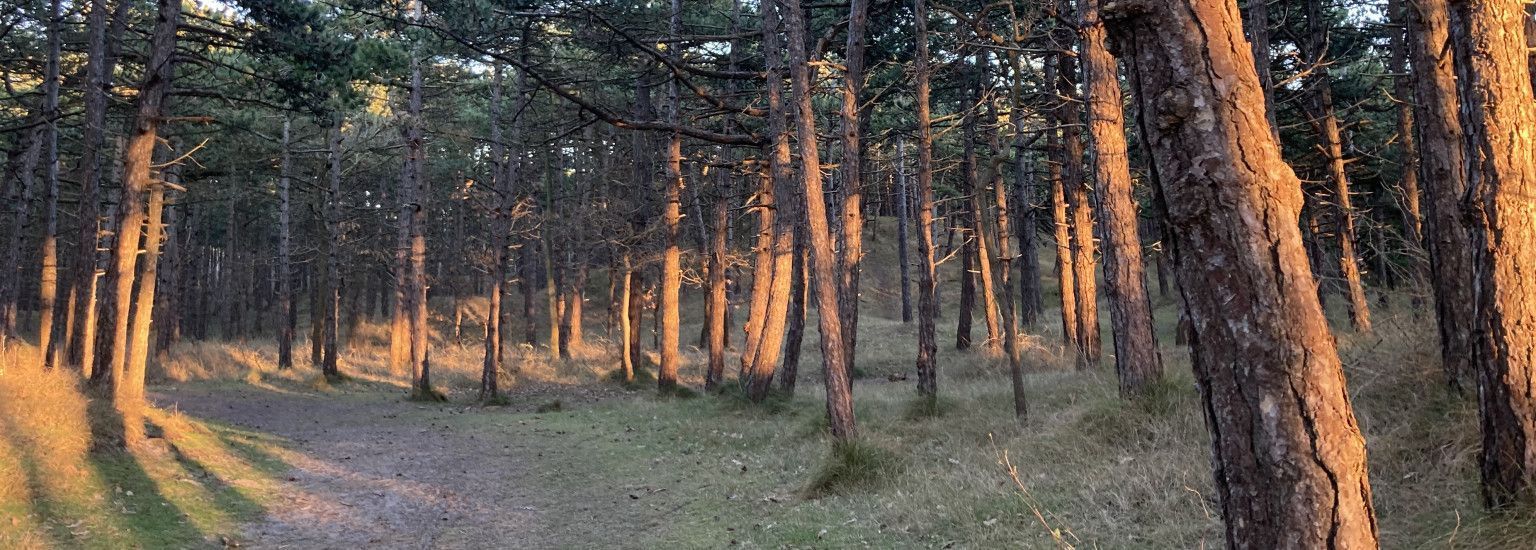 Mini-bos excursie - VVV Ameland