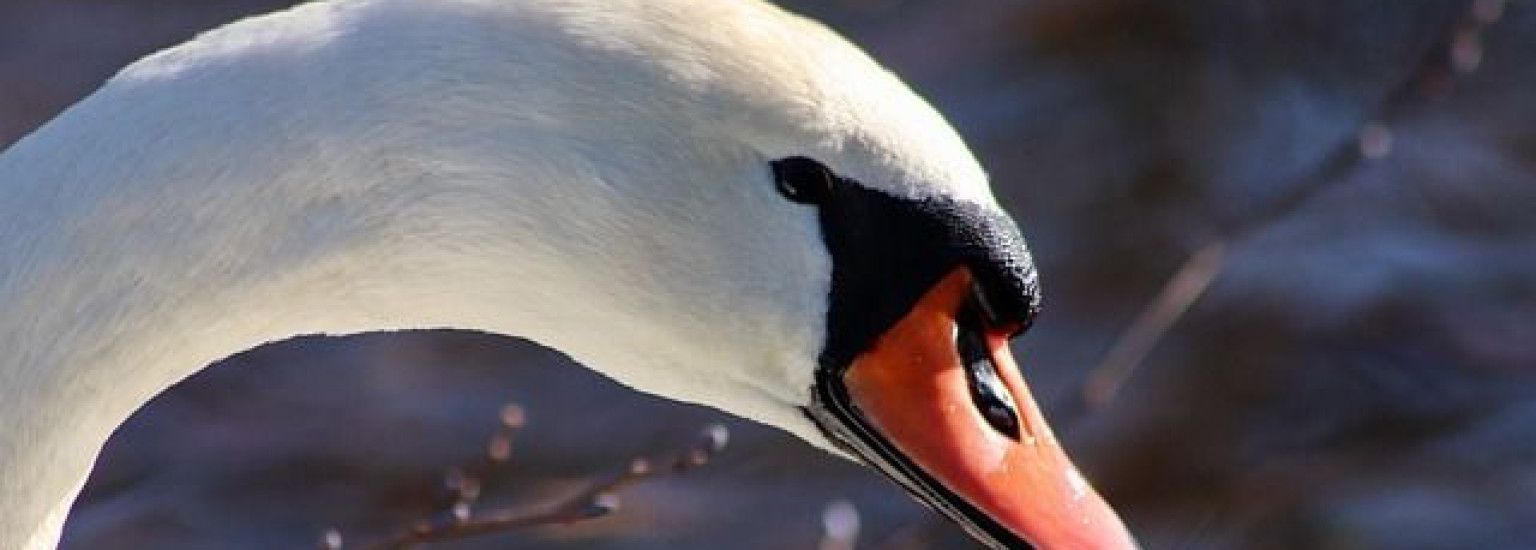 Knobbelzwaan - VVV Ameland