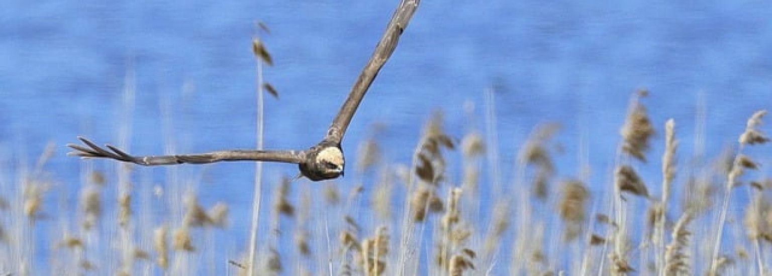 Bruine Kiekendief - VVV Ameland