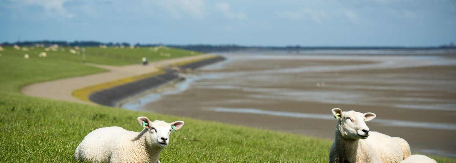 Taxivervoer - VVV Ameland