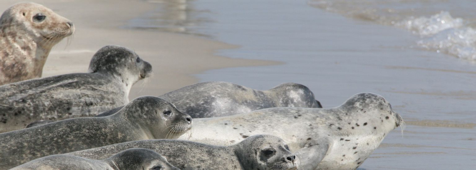 Zeehondenarrangement - VVV Ameland