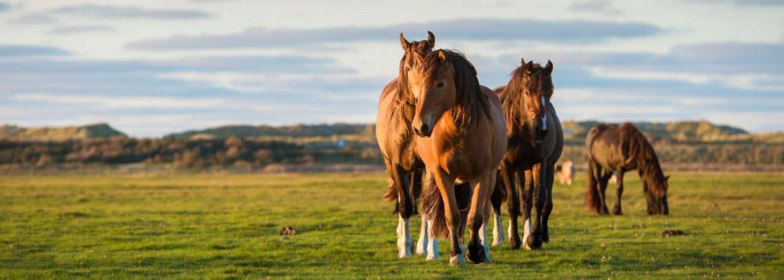 Natuur Ameland