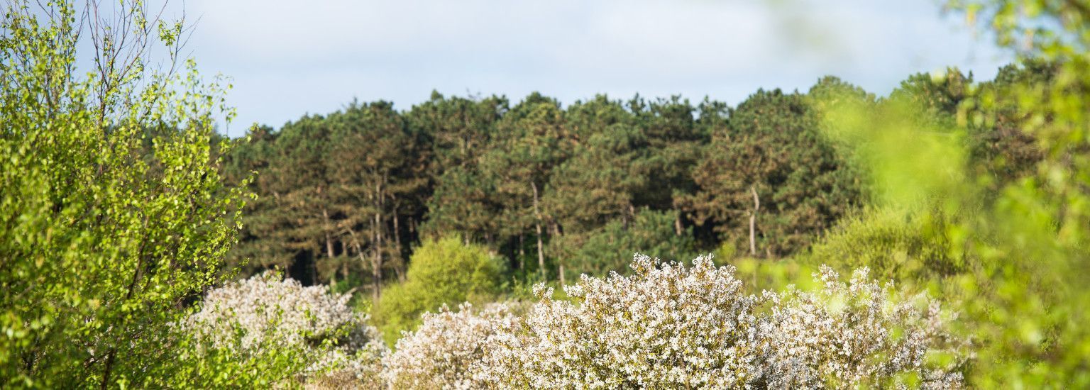 Staatsbosbeheer - VVV Ameland