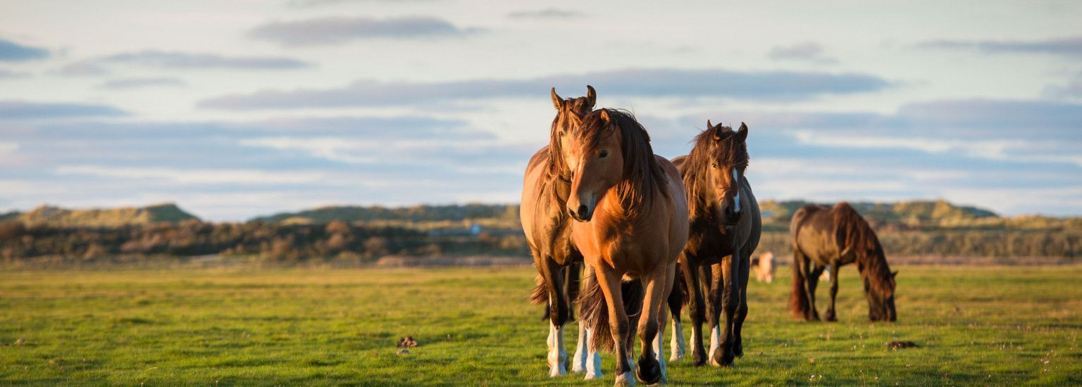 Vakantiehuizen Buren 7 of meer personen - VVV Ameland