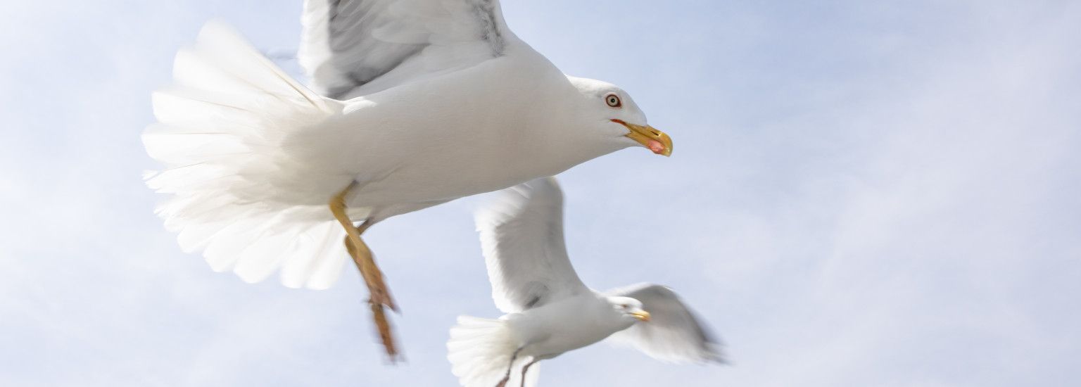 Accommodaties met vogelnamen - VVV Ameland