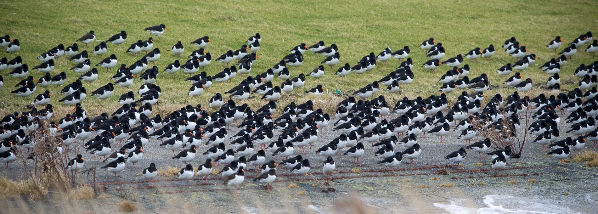 Accommodaties met vogelnaam Nes -- VVV Ameland