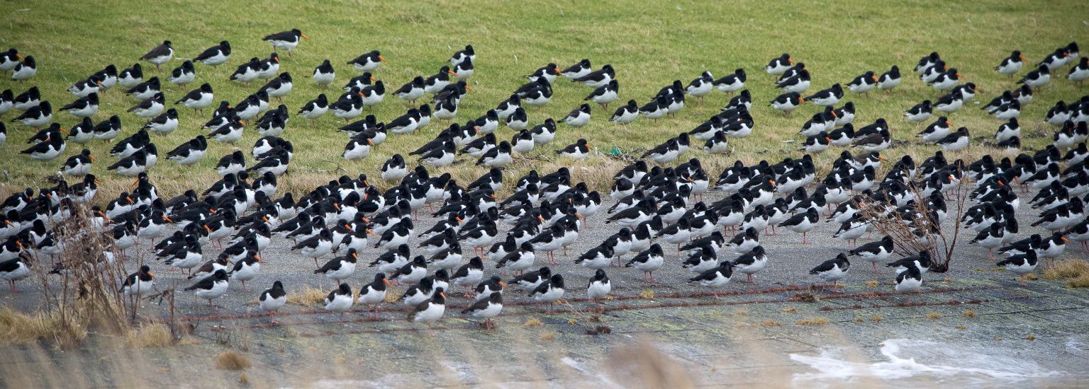 Accommodaties met vogelnaam Nes -- VVV Ameland