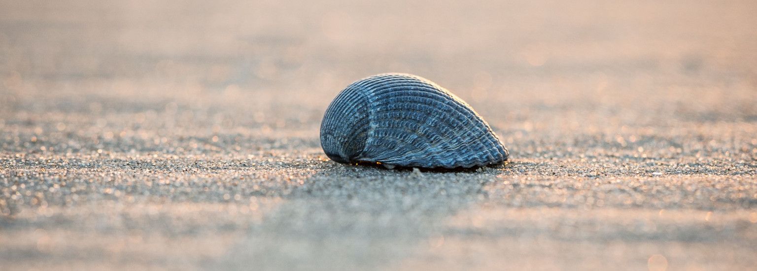 Rixt van het Oerd - VVV Ameland