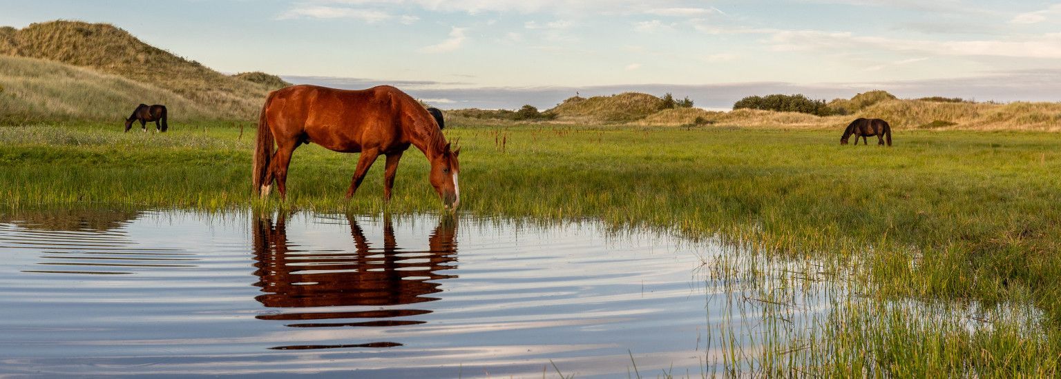 Tijd voor frisse energie? Tijd voor Ameland! - VVV Ameland