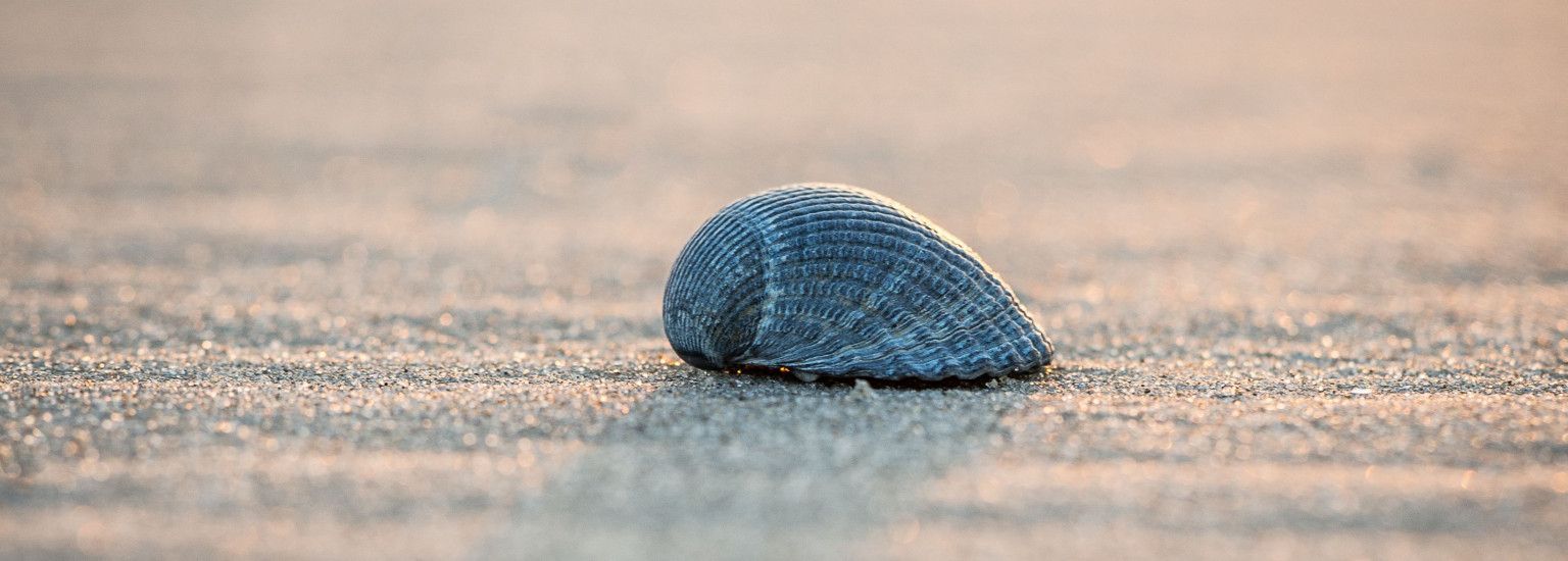 Commandeurs en walvisvaarders op Ameland  - VVV Ameland