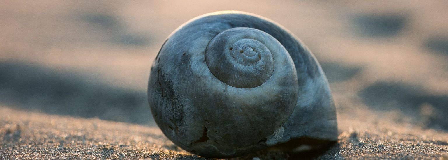 Piggelmee - VVV Ameland