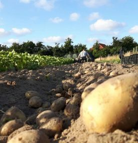 Amelander Aardappelen - Amelands Produkt - VVV Ameland