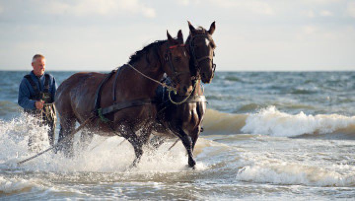 Demonstratie Paardenreddingsboot Ameland - VVV Ameland