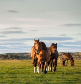 Ameland voor paardenliefhebbers - VVV Ameland