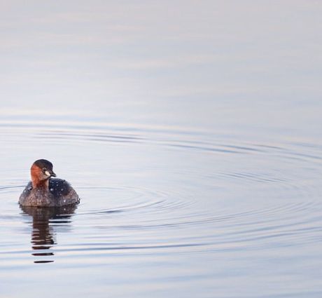 Natuur beleven doe je buiten! - VVV Ameland