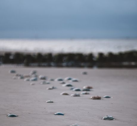 Strandjutten op Ameland - VVV Ameland