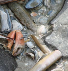 Strandjutten op Ameland - VVV Ameland