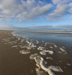 Strandjutten op Ameland - VVV Ameland