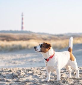 Ameland voor hondenliefhebbers - VVV Ameland