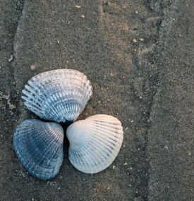 Schelpen zoeken - VVV Ameland