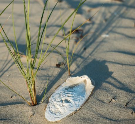 Aanwezigheid Strandwachten - VVV Ameland