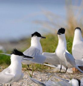 Vogelliefhebbers - VVV Ameland