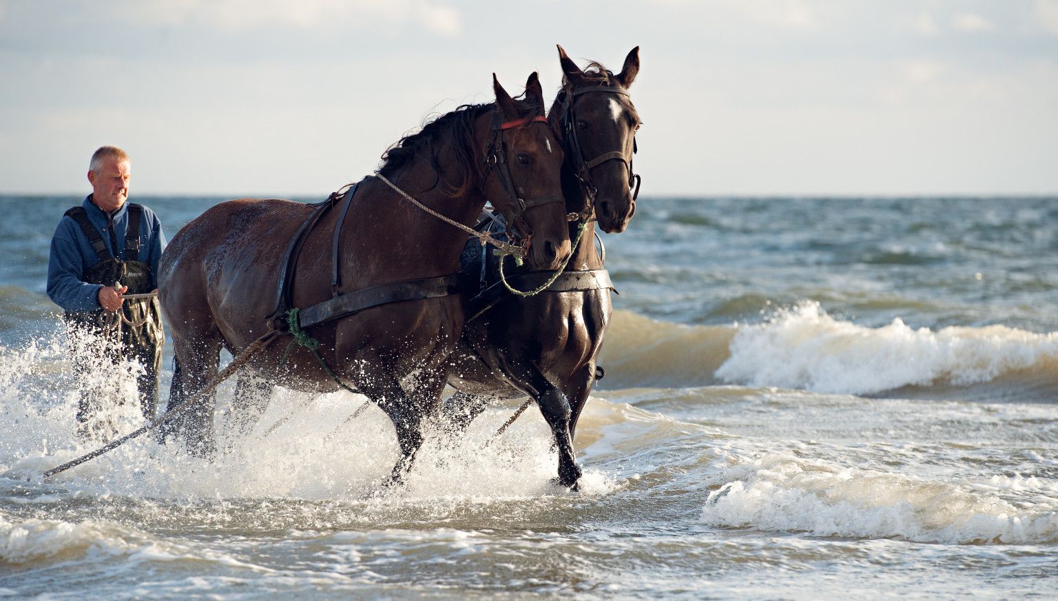 Demonstratie Paardenreddingsboot Ameland - VVV Ameland