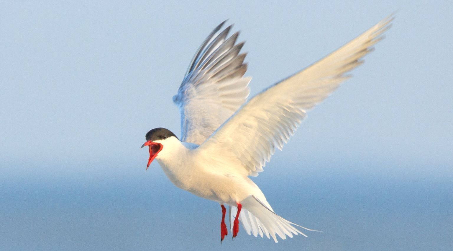 Vogelrijkste gebied - VVV Ameland