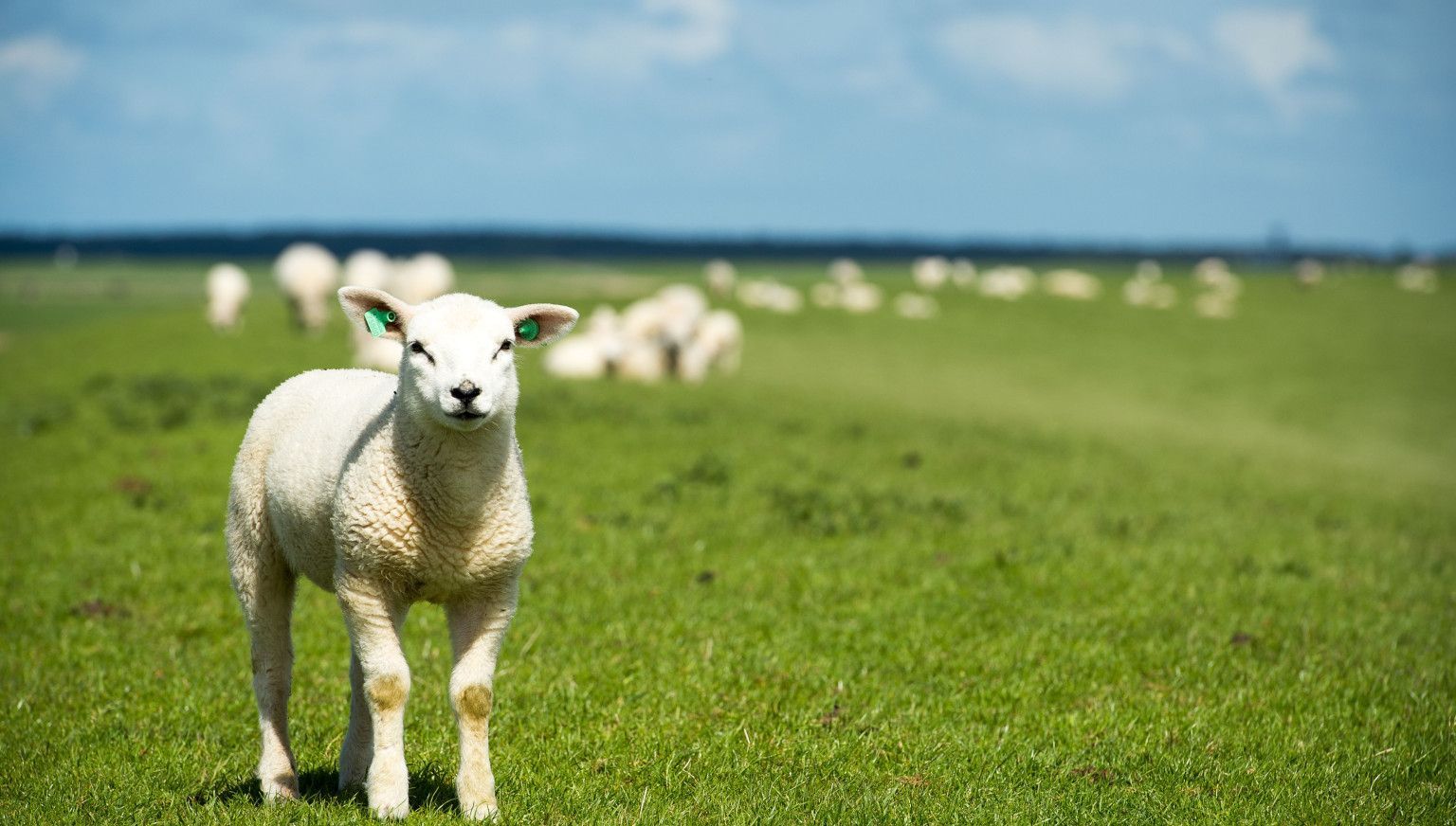 Amelands Produktarrangement - Amelands Produkt - VVV Ameland