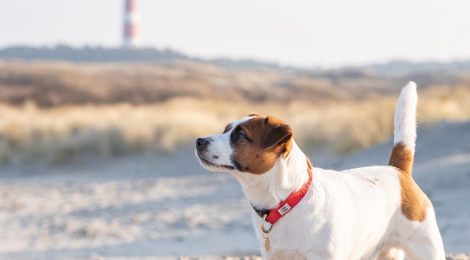 Vervoer op Ameland - met hond - VVV Ameland