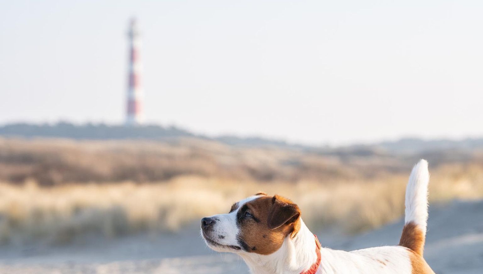 Met hond - VVV Ameland