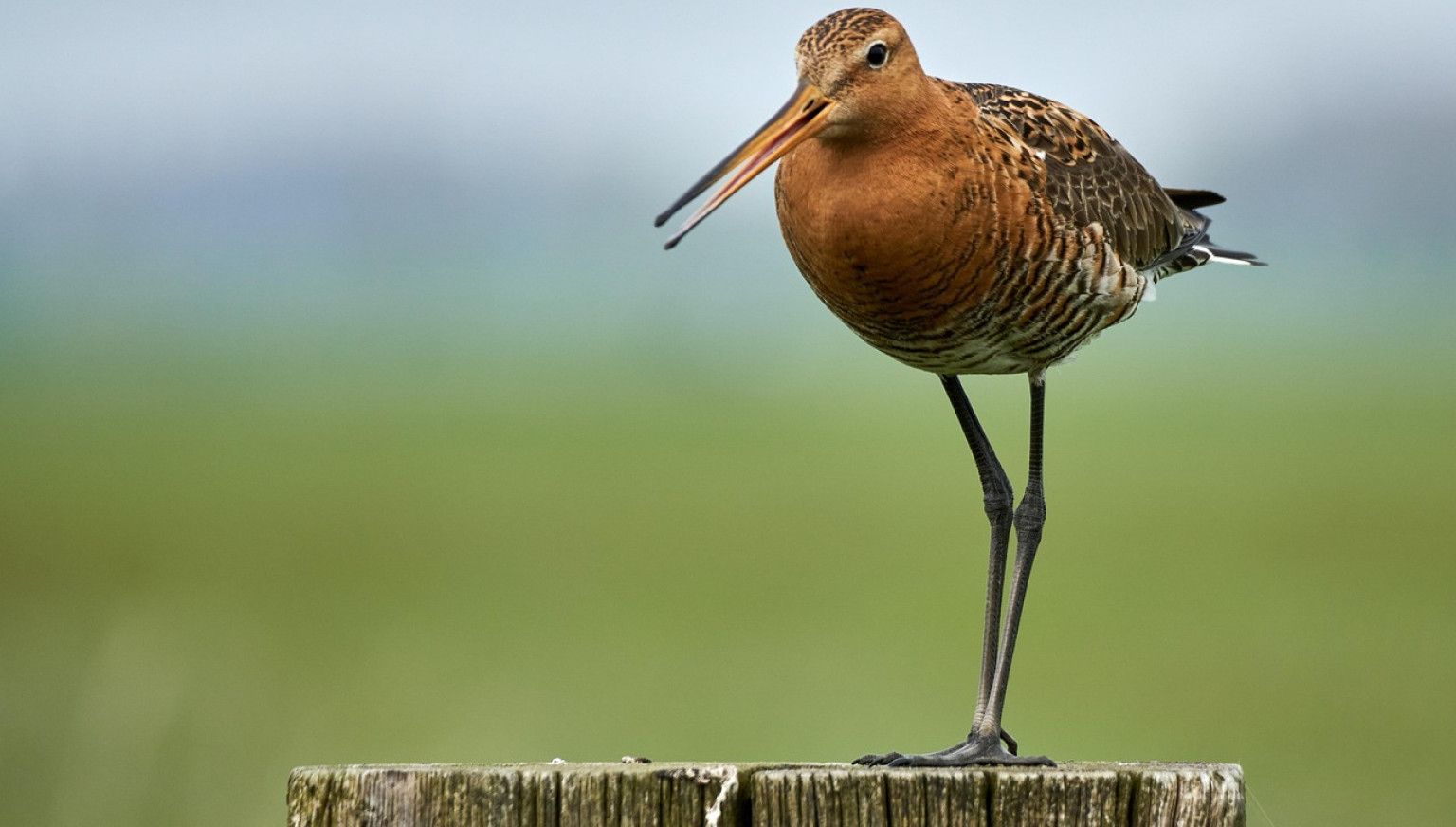 Lente op Ameland: jouw ultieme voorjaarsuitje - VVV Ameland