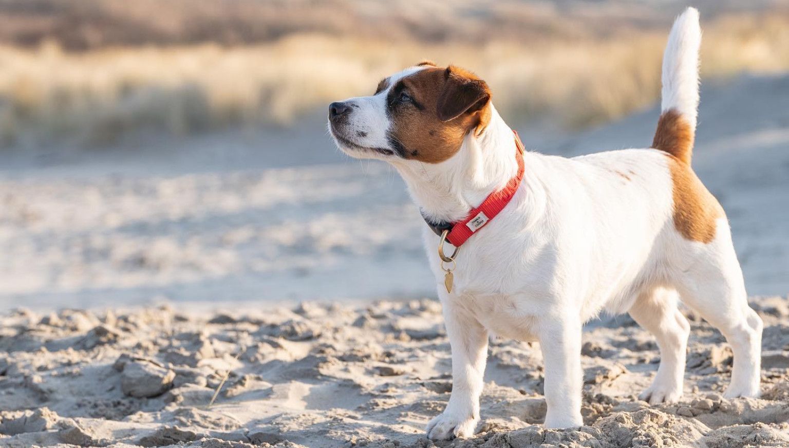 Met de hond naar het strand - VVV Ameland