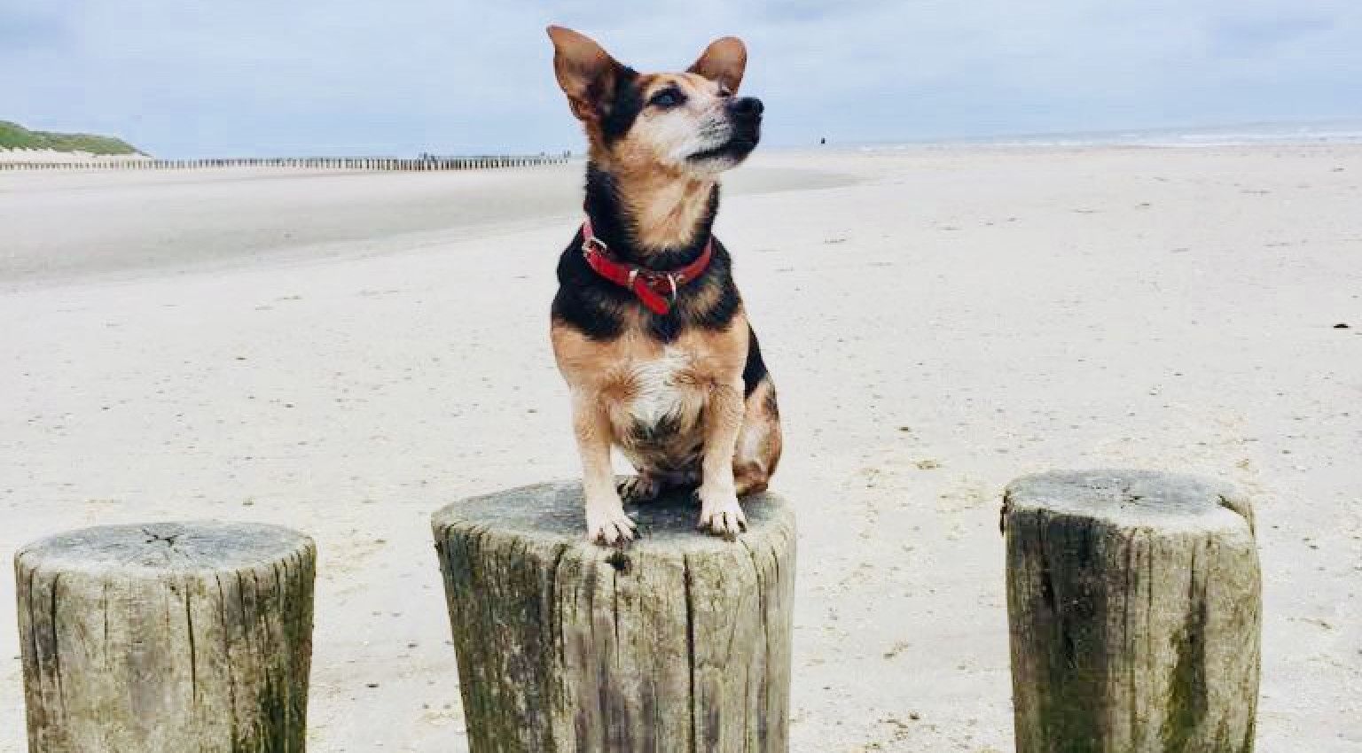 Zien en doen - met hond - VVV Ameland