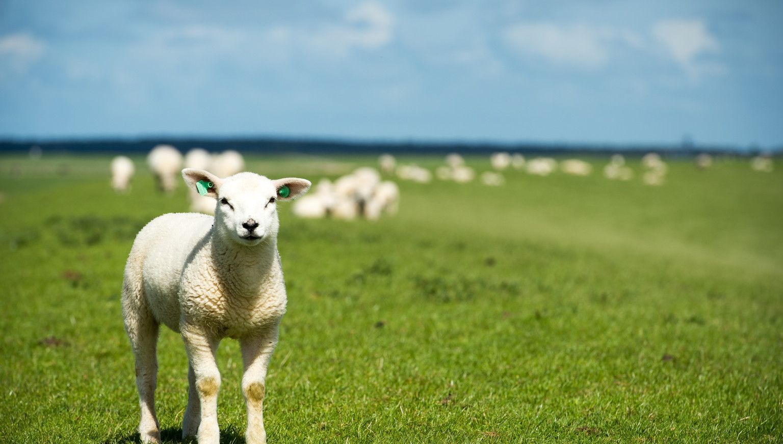 Lente op Ameland: jouw ultieme voorjaarsuitje - VVV Ameland