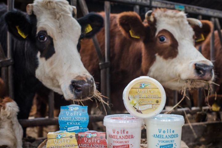 Amelander, biologisch rundvlees - Amelands Produkt - VVV Ameland