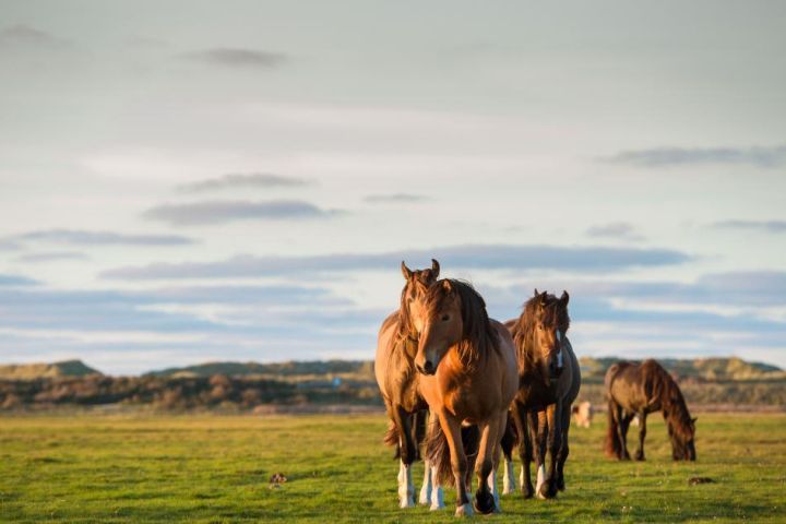 Vakantiehuizen Buren 7 of meer personen - VVV Ameland