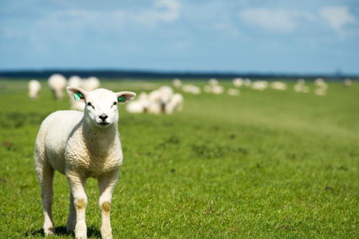 Groepsaccommodaties Ballum - VVV Ameland