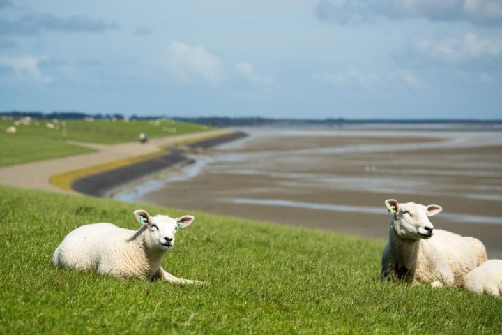 Vakantiehuizen Nes 7 of meer personen - VVV Ameland