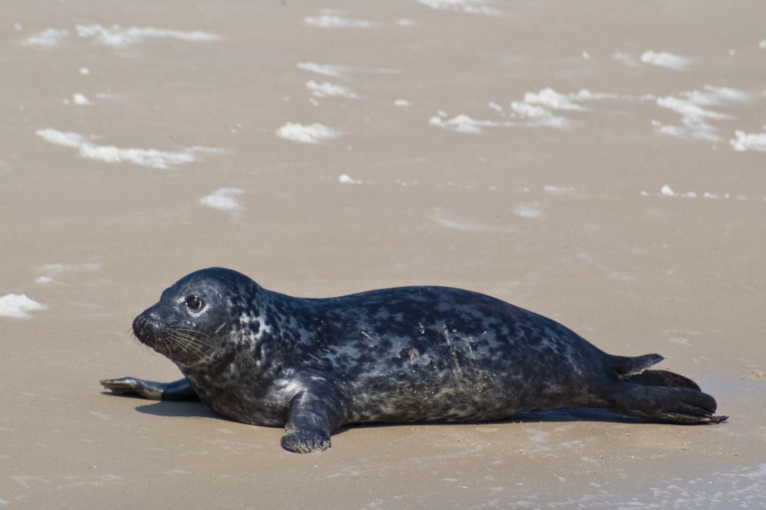 Robbentocht met Ms Zeehond