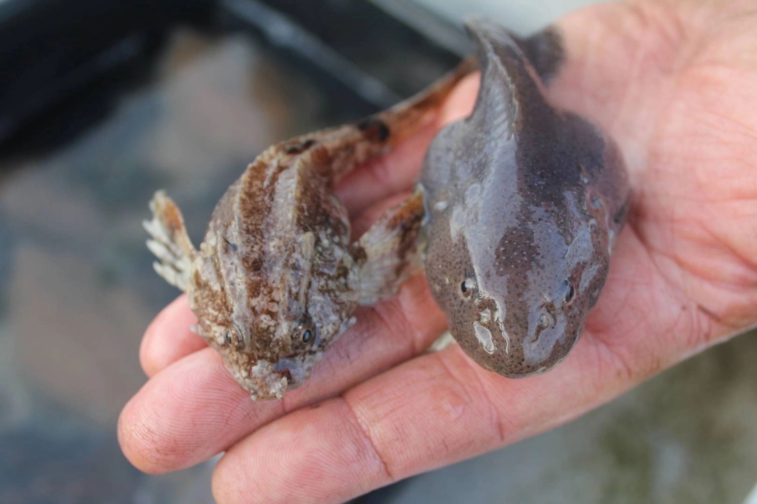 Boottocht naar de zeehonden & Sleepnetvissen