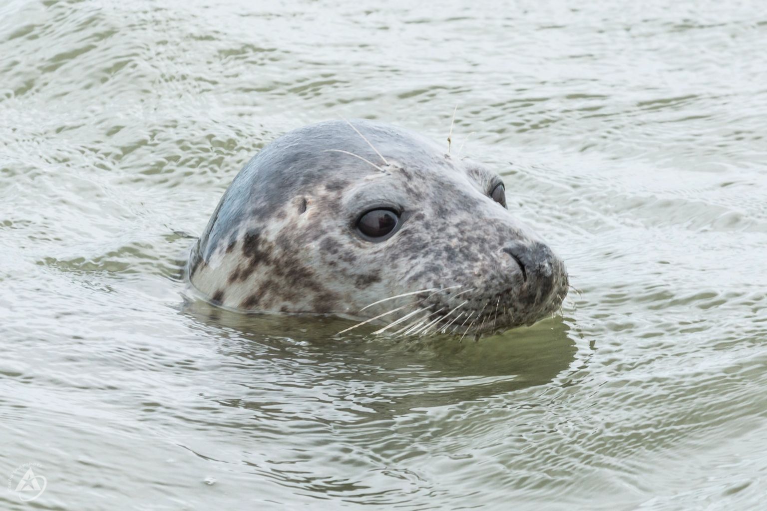 Robbentocht met Ms Zeehond