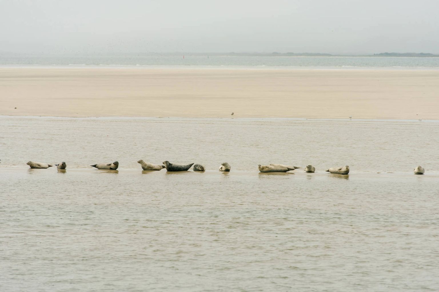 Expeditie Waddenzee + schelpenbank