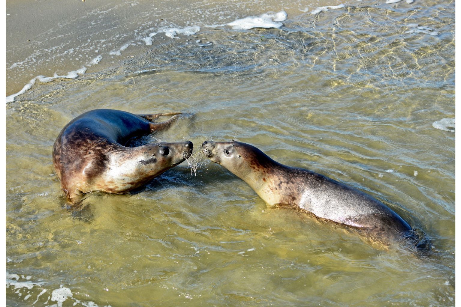 Robbentocht met Ms Zeehond