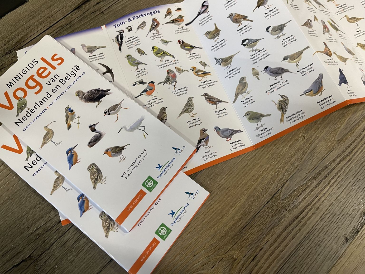 Minigids Vogels van Nederland en België - Webshop VVV Ameland