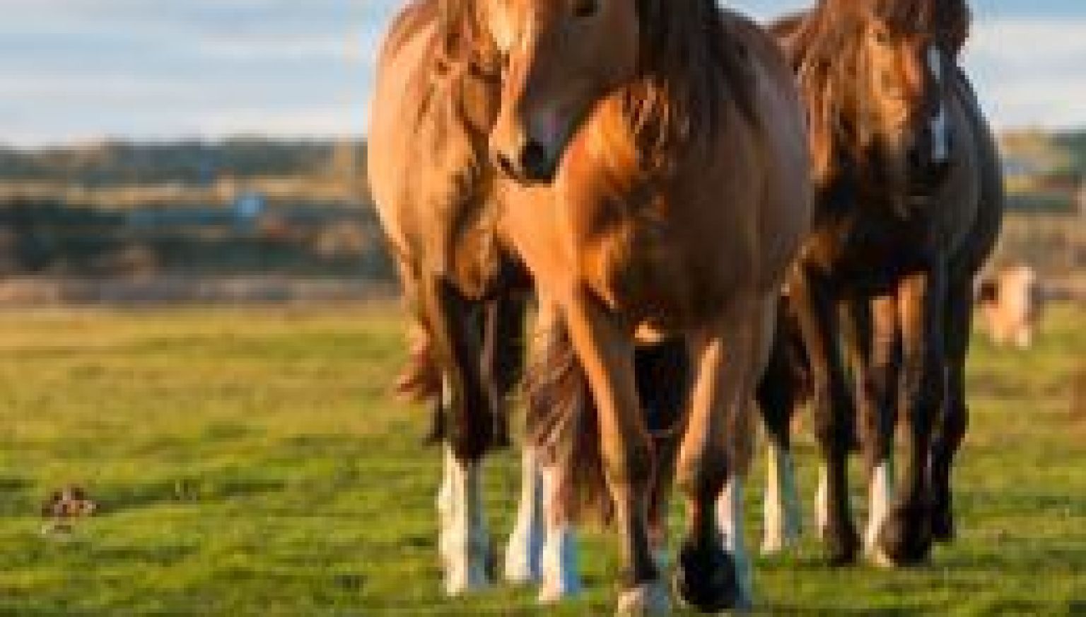 Natuur Ameland